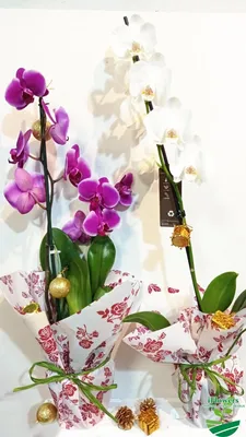 Фаленопсисы Орхидеи имеют... - GreenHouse-Baku. | Facebook