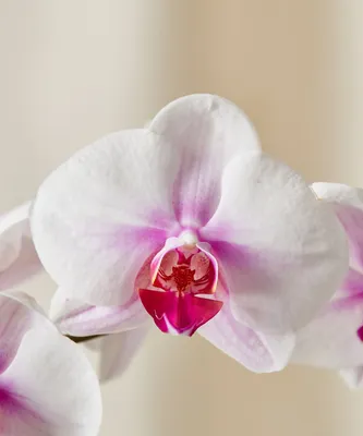 Друзья, у нас всегда в наличии орхидеи Фаленопсис, различных видов и  расцветок | Дзержинск