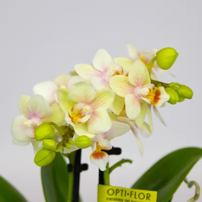 Орхидеи для корпоративных подарков. Купить Орхидеи для корпоративных  подарков в Киеве, Украина, Доставка | iFlowers