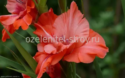 Посадка и уход за гладиолусами | Gladiolus, Gladiolus flower, Bulbous plants