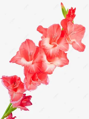 Блог — BlossomDay