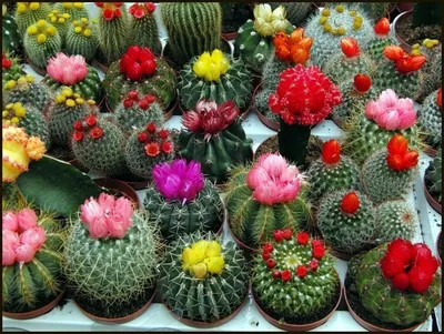 Какой кактус покупать, чтобы он зацвёл: 5 легкоцветущих видов кактусов. |  ЭкзоФлора | Дзен