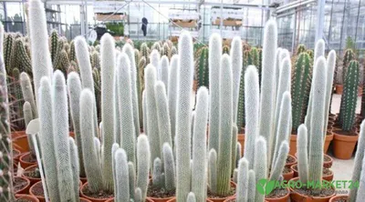 Виды домашних кактусов: тонкости правильного ухода и как заставить кактус  цвести? | Succulents decor, Plants, Plant decor