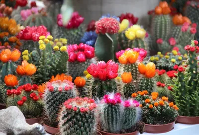 Самые популярные виды домашних кактусов - полезные статьи о садоводстве от  Agro-Market24