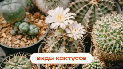 https://flowwow.com/blog/vidy-kaktusov-i-kak-za-nimi-ukhazhivat/