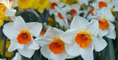 Нарциссы (фото) - сорта цветов и их описание | Сайт о саде, даче и  комнатных растениях.
