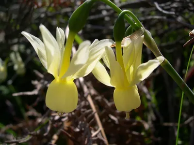 Нарцисс (Narcissus). Описание, виды и уход за нарциссом