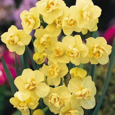 J.W.A. Lefeber Нарцисс разные виды смесь (Narcissus Mix), 25 шт