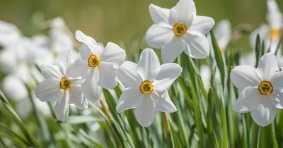 Многолетнее садовое растение Нарцисс — фото, описание и уход. Основные виды  и размножение растения