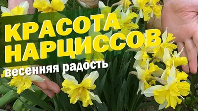 Нарцисс ботанический Минноу | Купить саженцы в питомнике Мир Садовод, Крым