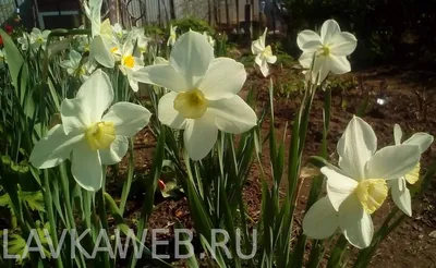 На Закарпатье начинает цвести знаменитая Долина нарциссов | РБК Украина