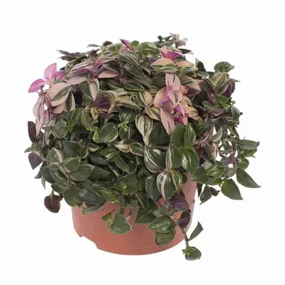 Растение \"Традесканция Триколор\" купить по низкой цене | Комнатная  ампельная \"Традесканция Триколор\" в интернет-магазине kashpo.store
