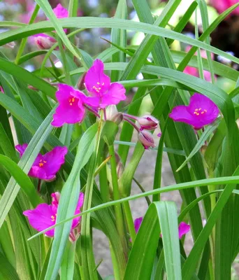 Традесканция «Нанук» - Botanic Craft | Цветы и растения в Хабаровске