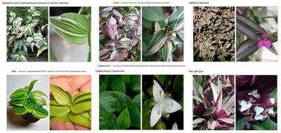Традесканция: фото и описание растения, как ухаживать, основные проблемы и  вредители