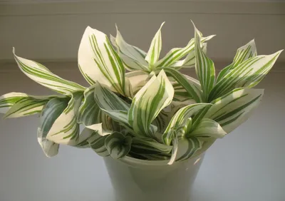 Традесканция Нанук ⌀7 15 см купить в Москве с доставкой | Магазин растений  Bloom Story (Блум Стори)