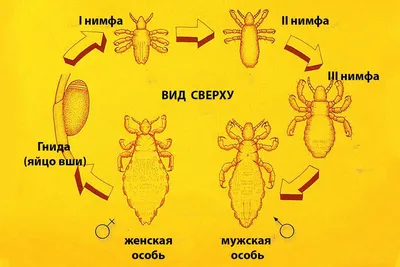 Кусаются и вызывают сыпь: на нескольких пляжах в Нью-Джерси замечены  морские вши - ForumDaily