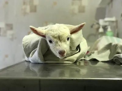 МОЛОЧНЫЙ МАСТЕР энзимный комплекс для коров и коз, 500 г. купить в  Новосибирске с доставкой в интернет-магазине ЗооСАТ