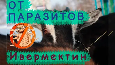 Оспа овец и коз: чем опасна болезнь и как защитить животных? / Новости  города / Сайт Москвы