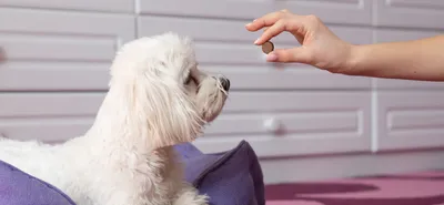 Foresto ошейник для собак более 8 кг – Средства от блох и клещей