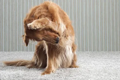 Ошейник от блох и клещей для собак, Mr.Lappy, 65 см, коричневый, Q5165 в  Москве: цены, фото, отзывы - купить в интернет-магазине Порядок.ру