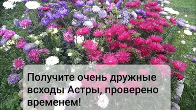 Всходы астры (71 фото) »