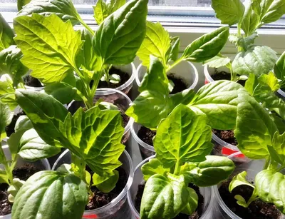Альпийская астра🌺. Выращиваем рассаду🌱 | Росточек | Сад для новичка |  🏡🌺😉 | Дзен
