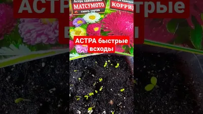 Астры однолетние ПОИСК Агрохолдинг астра цветы однолетние Поиск. - купить  по выгодным ценам в интернет-магазине OZON (876257531)