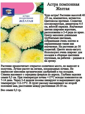 Всходы астры (71 фото) »