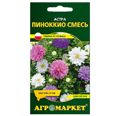 Астра Пампушка черничная, однолетняя (помпонная) 0,3 г купить в  интернет-магазине RemontDoma