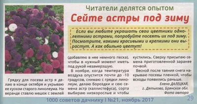 Когда сажать астры на рассаду и как это делать - Лайфхакер