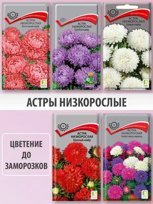Когда сажать астры на рассаду, лучшие сорта астры, как бороться с корневой  гнилью астры апрель - 8 апреля 2022 - 74.ru