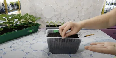 Астры - Звездный букет — Статьи — Хобби Сад