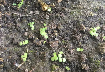 Набор для выращивания Happy Plant Вырасти сам растение в горшочке Лаванда  ароматная купить по цене 335 ₽ в интернет-магазине Детский мир