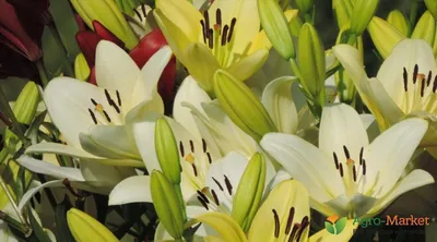 Лилия азиатская Тинилко Lilium аsiatic hybrid Tinilco - купить луковицы  цветов с доставкой по Украине в магазине Добродар
