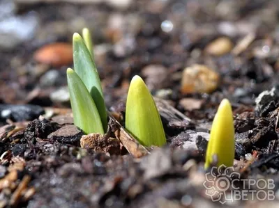 Узнайте 5 эффективных способов вырастить идеальные лилии - полезные статьи  о садоводстве от Agro-Market