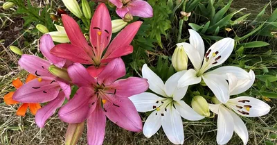 Уход за лилиями: с весны до осени
