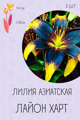 Лилия-гигант Шокинг (ОТ-гибрид) купить по цене 119₽ за 1 шт. в Новосибирске  в интернет-магазине «Посадика»