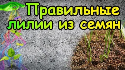 ОТ лилии гибриды: 6 уникальных сортов для вашего сада… - посадка, уход,  фото, как вырастить и собрать урожай - «Блог Флориум.юа» 2024