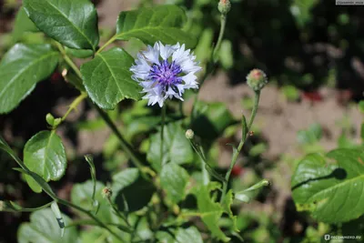 Василек посевной /Centaurea cyanus - «Самые красивые сорта василька  посевного. Символ удачи. Уход и агротехника. » | отзывы