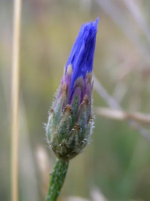 Василек синий (Centaurea cyanus) ⋆ Сорные растения