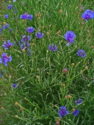 Василек синий (Centaurea cyanus) ⋆ Сорные растения