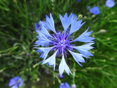 Василек синий (Centaurea cyanus) ⋆ Сорные растения