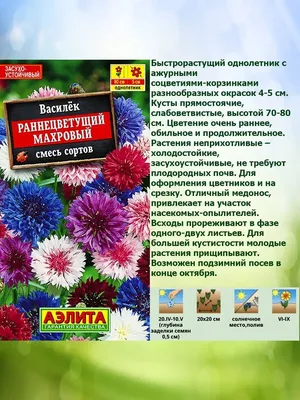 Василек Фрости микс, \"Поиск\" - «Васильки: посев, выращивание и уход за  растениями.» | отзывы