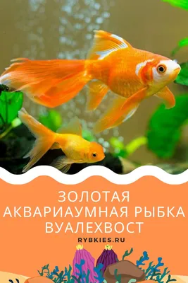 Золотая аквариумная рыбка вуалехвост | Золотая рыбка, Аквариумная рыбка, Вид