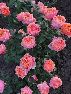 Вувузела роза фото фотографии