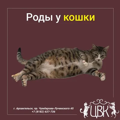 Как определить, что у кошки начинаются роды? - Petstory