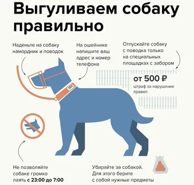 Выгул собак: цены на услуги - Kinolog Odessa