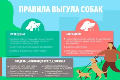 В России введут штрафы за выгул собак без намордника | Вести образования