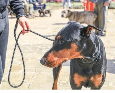 Выгул собак