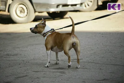 Купить/заказать табличку выгул собак | Dog-пакет